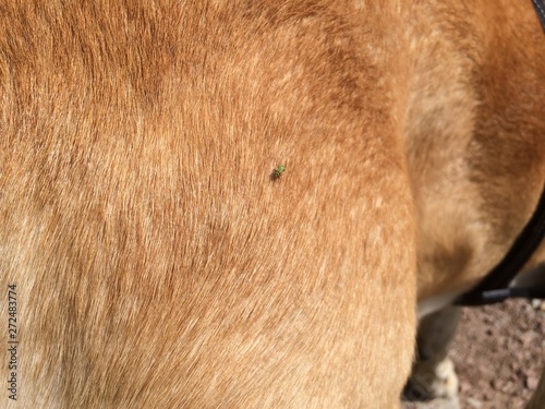 closeup of fur