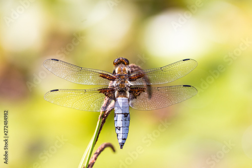 Dragonfly background. Closeup of Broad-bodied chaser dragonfly male (Libellula depressa) with large transparent wings and light blue body sitting on reed leaf at pond. Macro of insect. © Olga