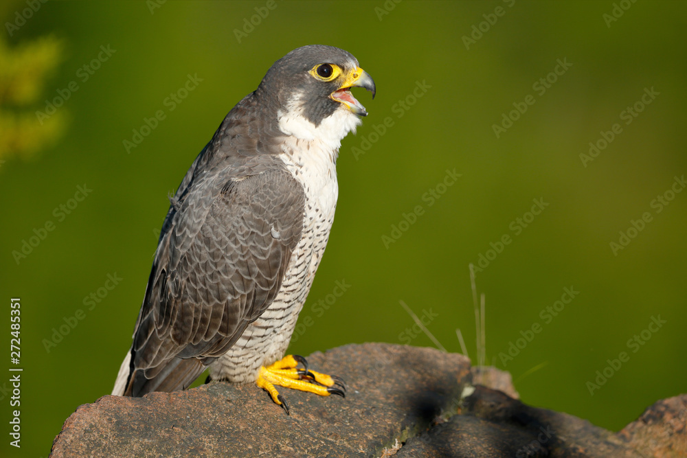 Peregrine Falcon Peregrine Falcon