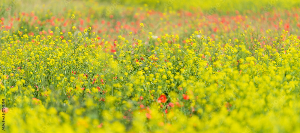 Obraz premium Red poppies in a canola field