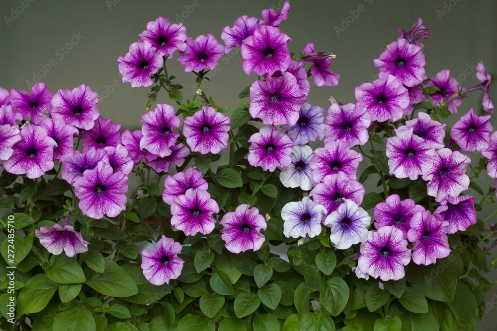 Flowering petunia Flowering petunia