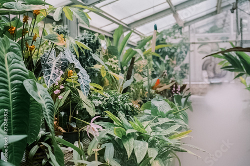 Plants in Greenhouse