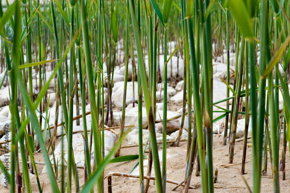 Obraz premium thickets of green reed on the sand beach closeup wallpaper