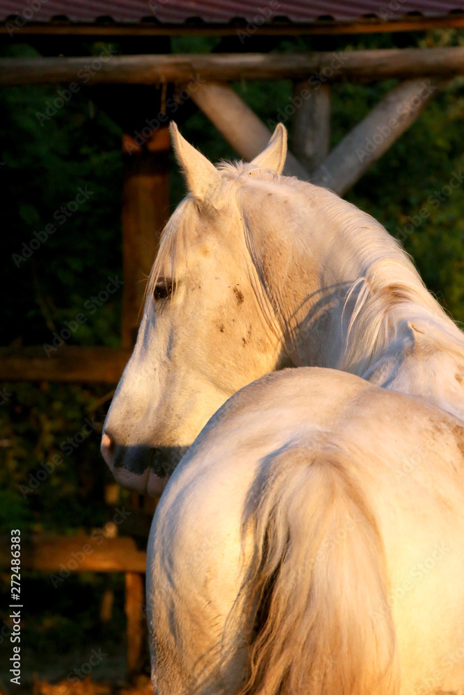 Obraz premium Portrait of a purebred gray arabian stallion. Closeup of a young purebred horse. Purebred young shagya arabian horse posing at golden hour on rural animal farm