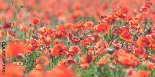Close-Up Of Red Poppy Flowers Blooming On Field  © Thomas