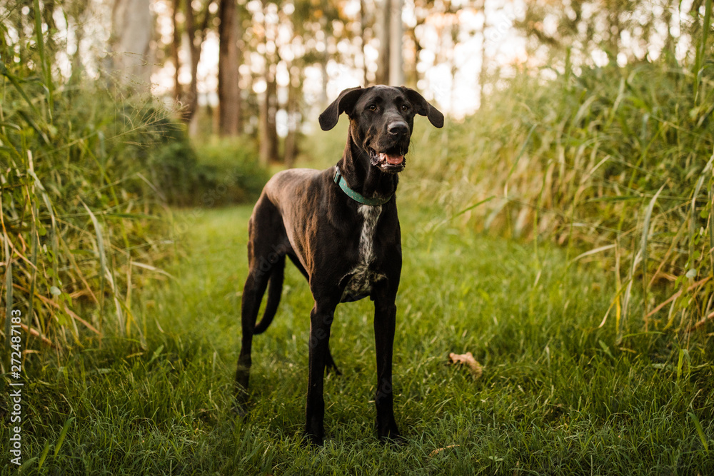 Great dane x Great dane x