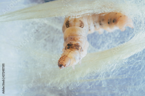 silkworm photo