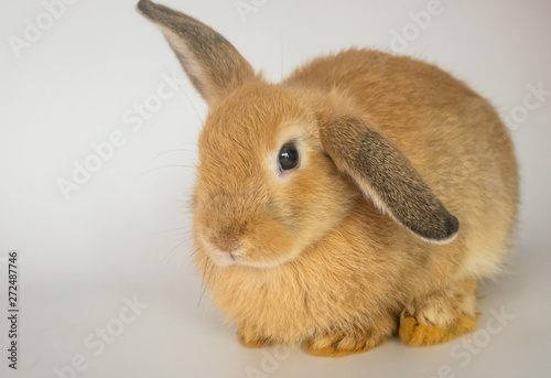 Cute rabbit with white background Easter holiday concept