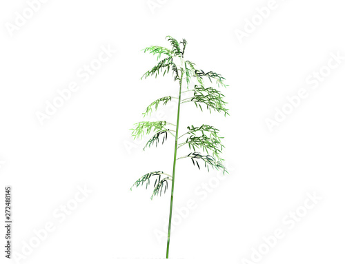 A bamboo tree isolated over a white background. Suitable for use in architectural design or Decoration work. Used with natural articles both on print and website. 