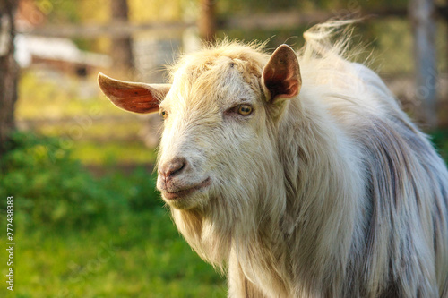 goat grazing in the meadow. eating fresh green grass.