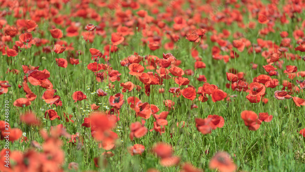 Flowering red poppy fields in Brandenburg