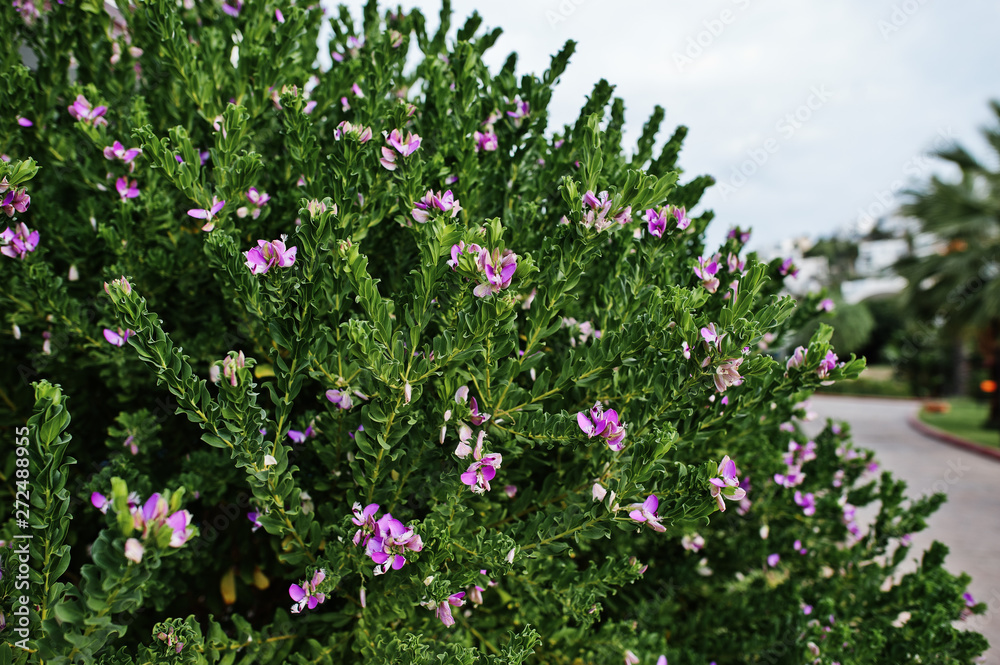 Bushes with purple flowers at Bodrum, Turkey. Bushes with purple flowers at Bodrum, Turkey.