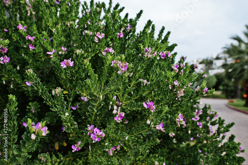 Bushes with purple flowers at Bodrum, Turkey.