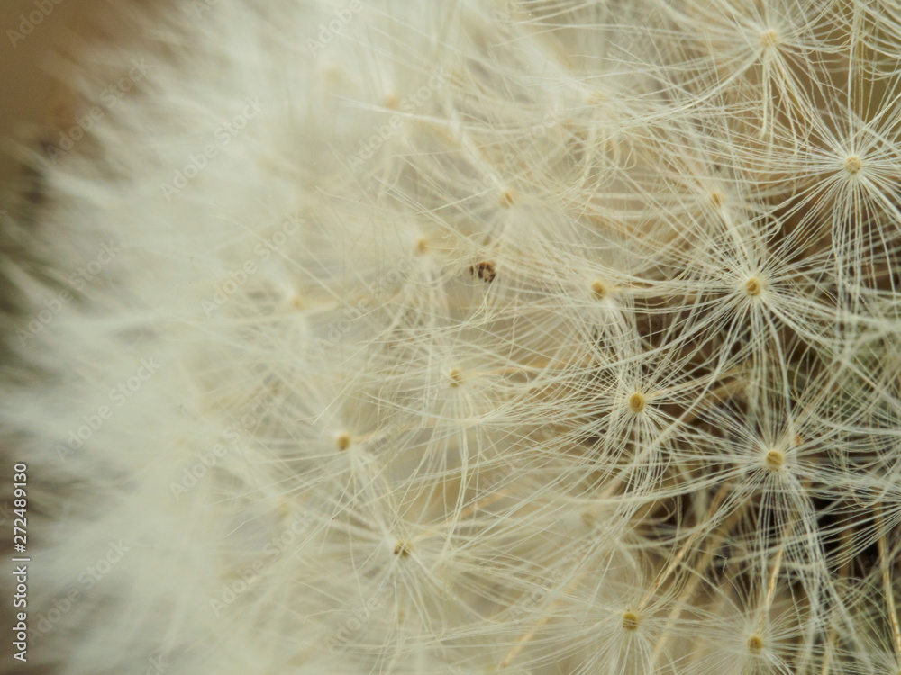 dandelion fluff close up. Abstract natural background. shallow depth of field dandelion fluff close up. Abstract natural background. shallow depth of field