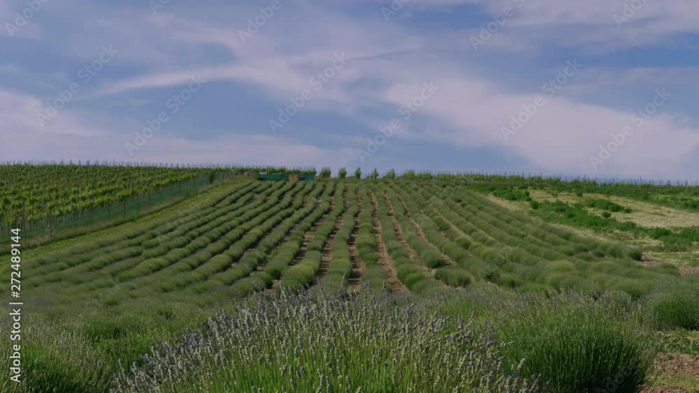 Early bloom of growing lavender shrub in rows on field, blue sky. Lavender germination at summer day. Medicinal herb in agriculture. Medical plant floral initiation. Initial blossom of lilac flowers Early bloom of growing lavender shrub in rows on field, blue sky. Lavender germination at summer day. Medicinal herb in agriculture. Medical plant floral initiation. Initial blossom of lilac flowers