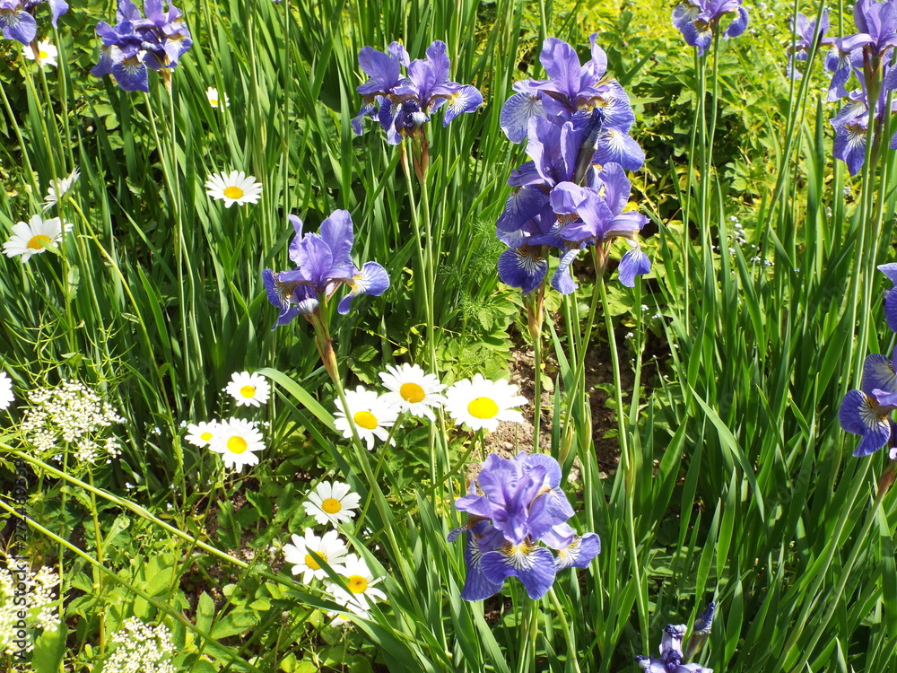 Iris and chamomile flowers in the Park in summer Iris and chamomile flowers in the Park in summer