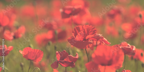 Close-Up Of Red Poppy Flowers Blooming On Field  photo