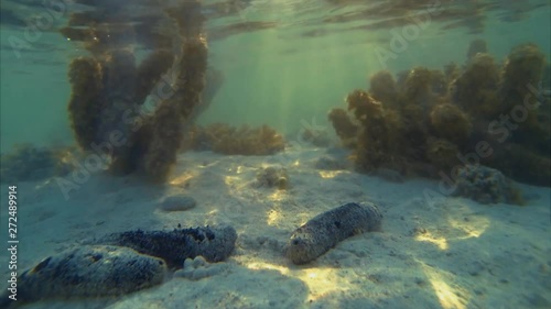Underwater Time Lapse Reef Scene Of Sea Cucumber Group Cleaning And Purifying Sediment On Sand Seabed At Rarotonga Cook Islands South Pacific