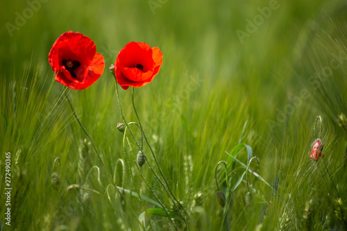Klatschmohn