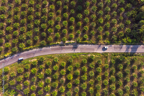 Aerial view of road in center of palm tree plantation