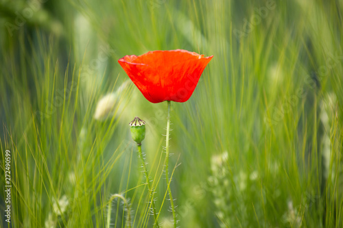Klatschmohn