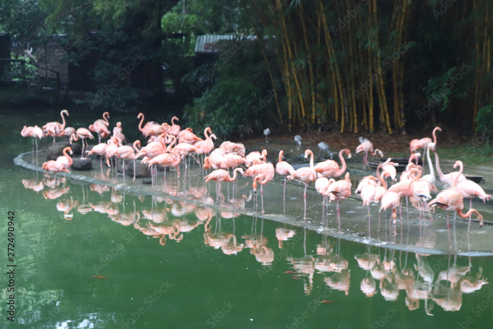 Naklejka premium Bandada de Flamencos en laguna de Zoológico