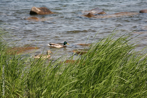 duck in water