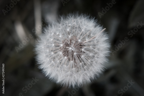 dandelion