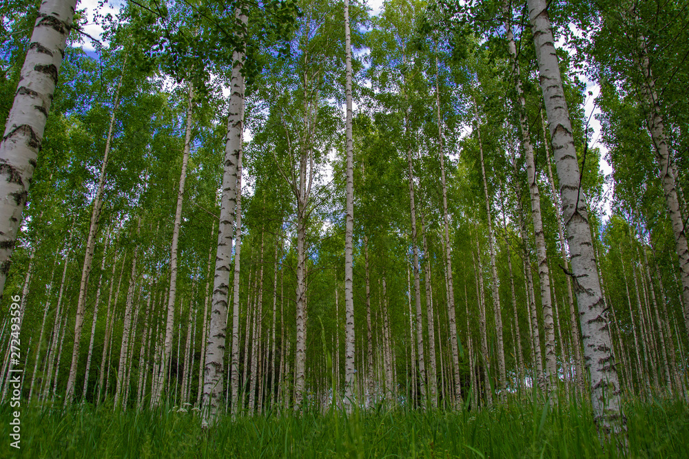 Beautiful Swedish birch forest, but it can cause it for pollen allergy that every year has problems. Photo taken during June 2019. Beautiful Swedish birch forest, but it can cause it for pollen allergy that every year has problems. Photo taken during June 2019.