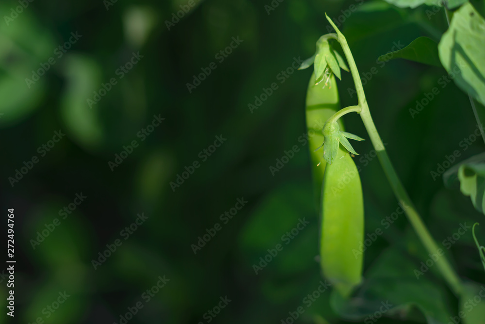 Naklejka premium Beautiful green peas on the background of a blurred Bush