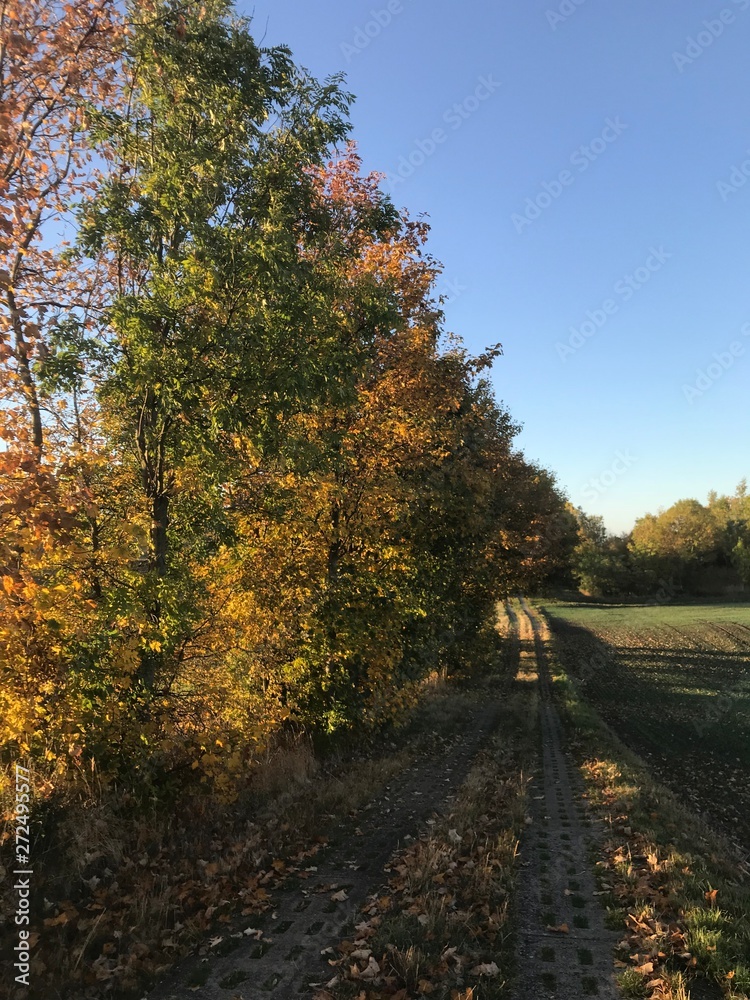 Herbstspaziergang Herbstspaziergang