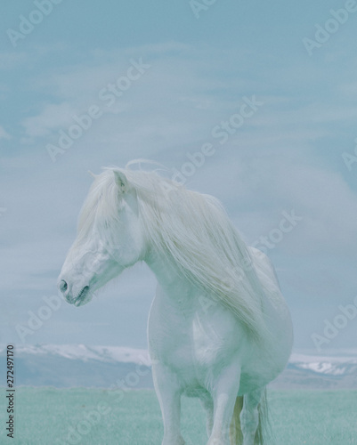 Portrait of white stallion against scenic landscape