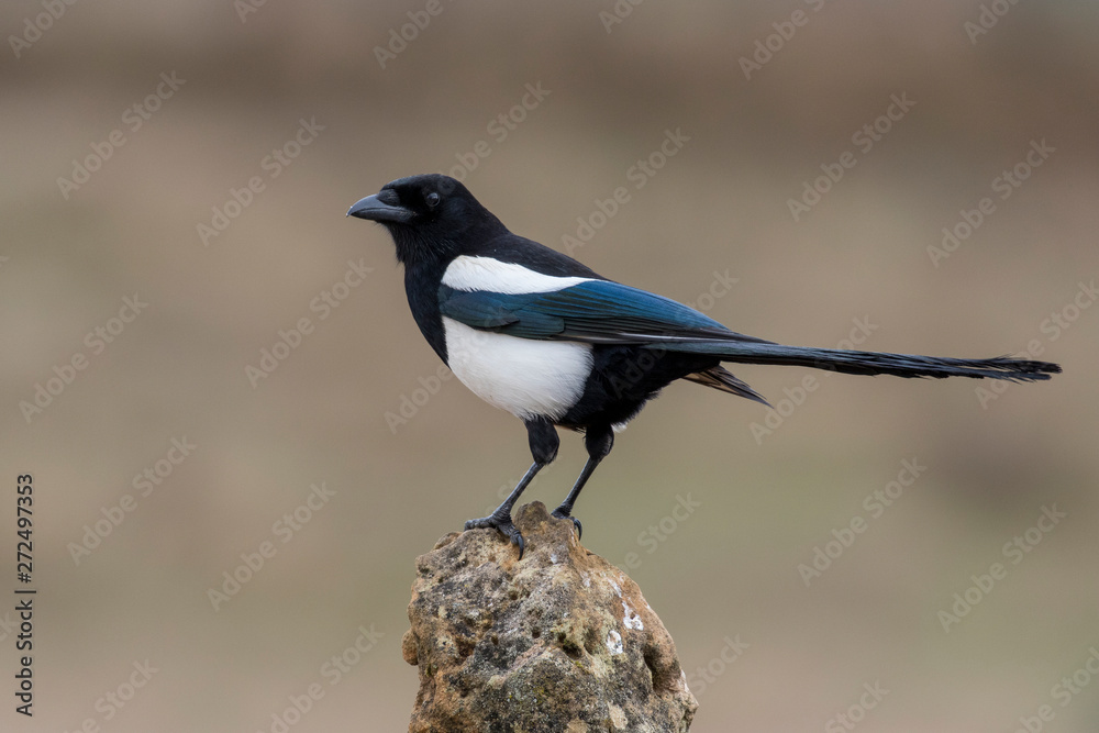 Common magpie, itches itches in its natural environment. Common magpie, itches itches in its natural environment.