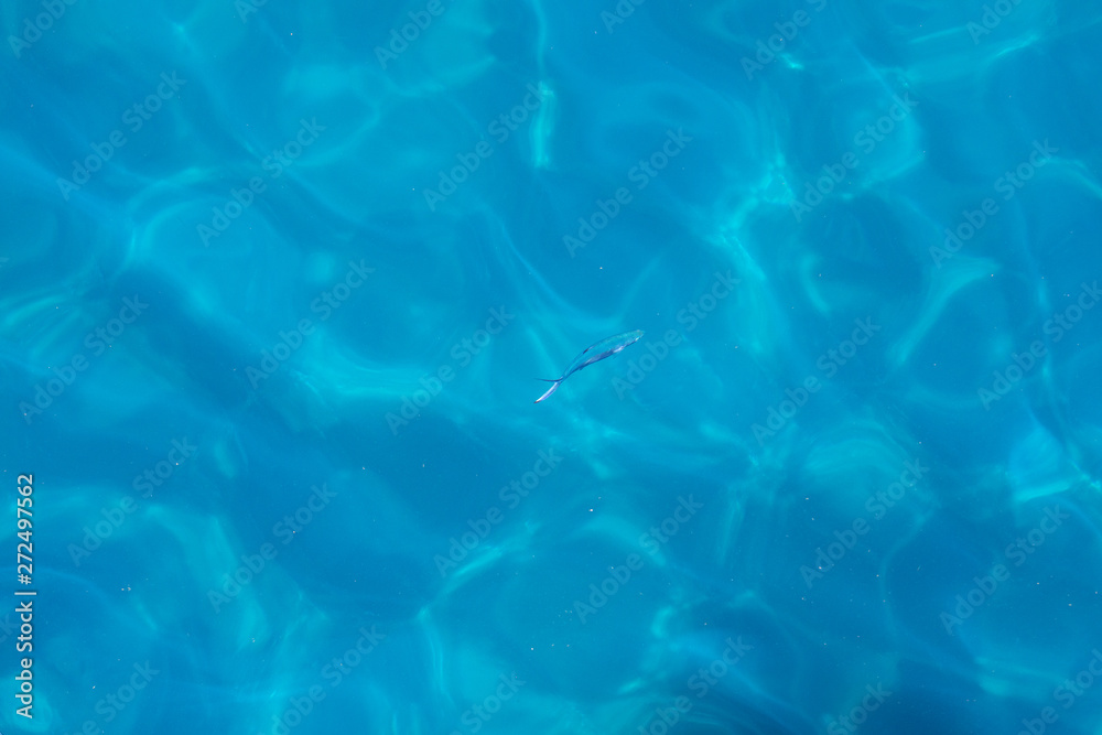 Obraz premium Water Blue Reflection and Fishes