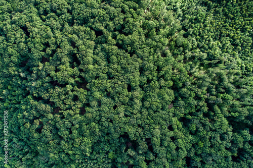 Aerial view forest. Photo from the drone.