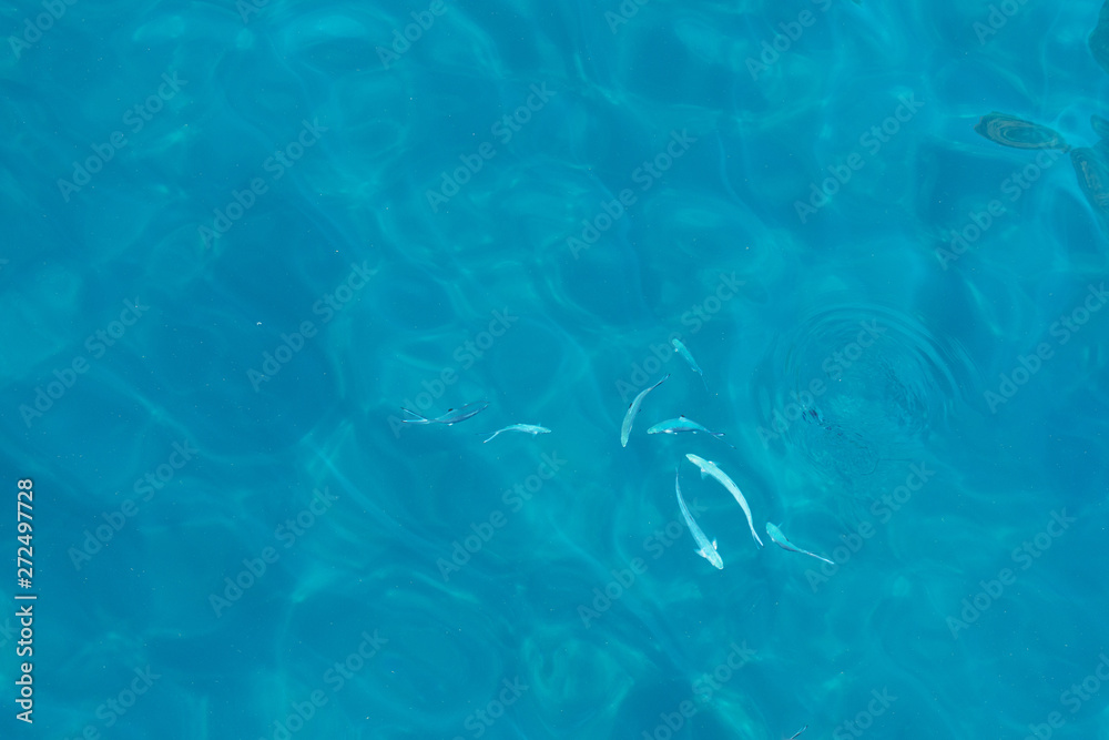 Fototapeta premium Water Blue Reflection and Fishes