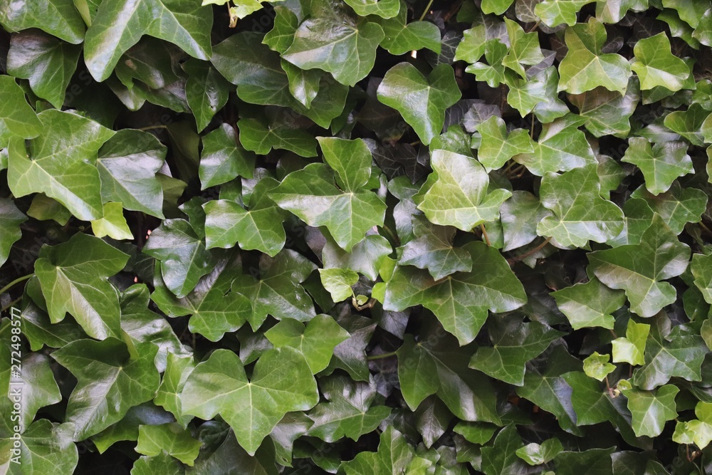 background of green leaves background of green leaves