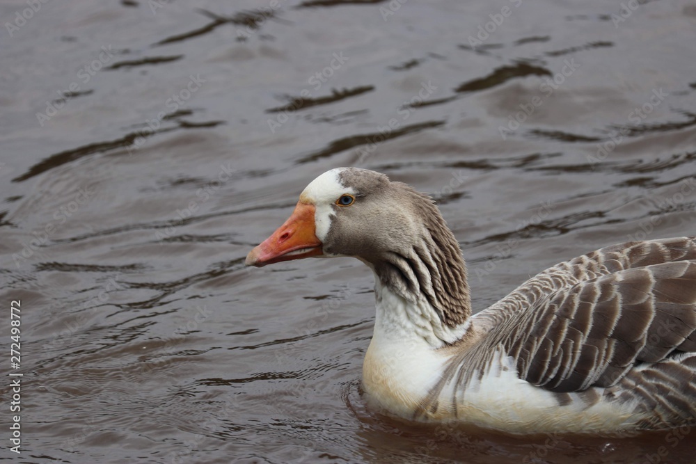Fototapeta premium Goose in water