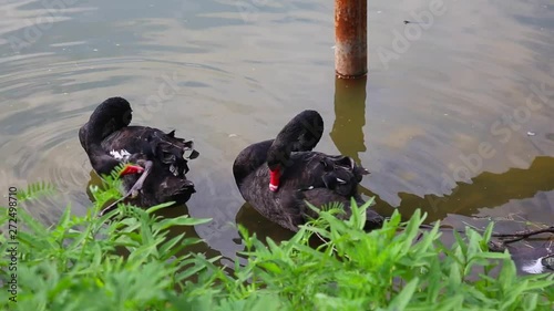 Two black swans at the water's edge. Black swans swim together. Black swans preen their feathers