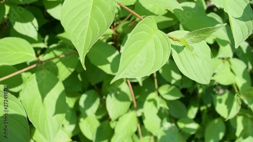 Wallpaper Mural Beautiful bright light foliage background. Texture. Torontodigital.ca