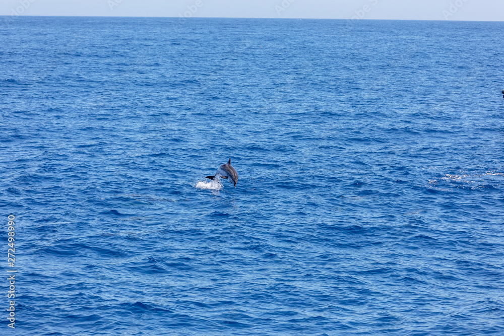 dolphins swimming in the blue ocean in Tenerife,Spain