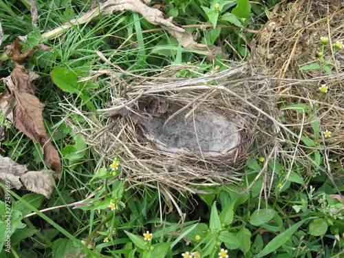 Obraz na płótnie a nest for birds made of grass and wool