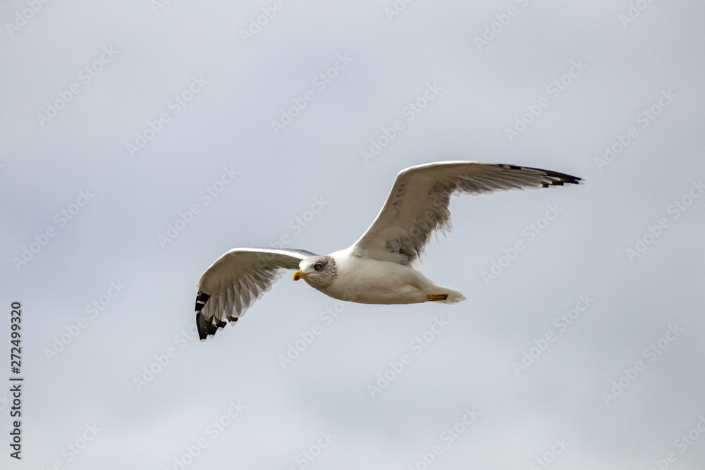 Obraz premium seagull in flight