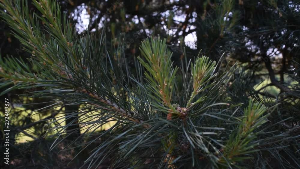 Background of beautiful pine needles in nature. Background of beautiful pine needles in nature.