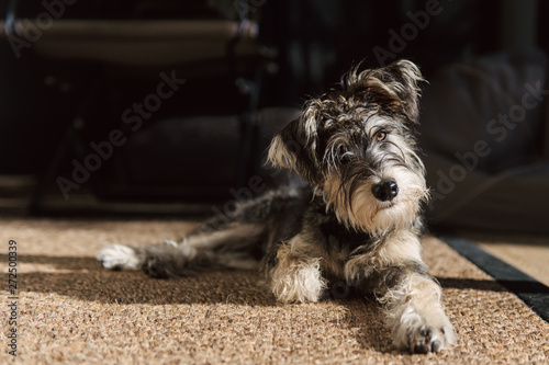 Quizzical dog lying on sisal mat in sunlight indoors