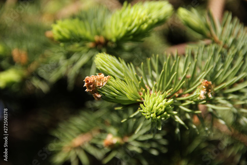 flowering and appearance of new branches from the blue spruce