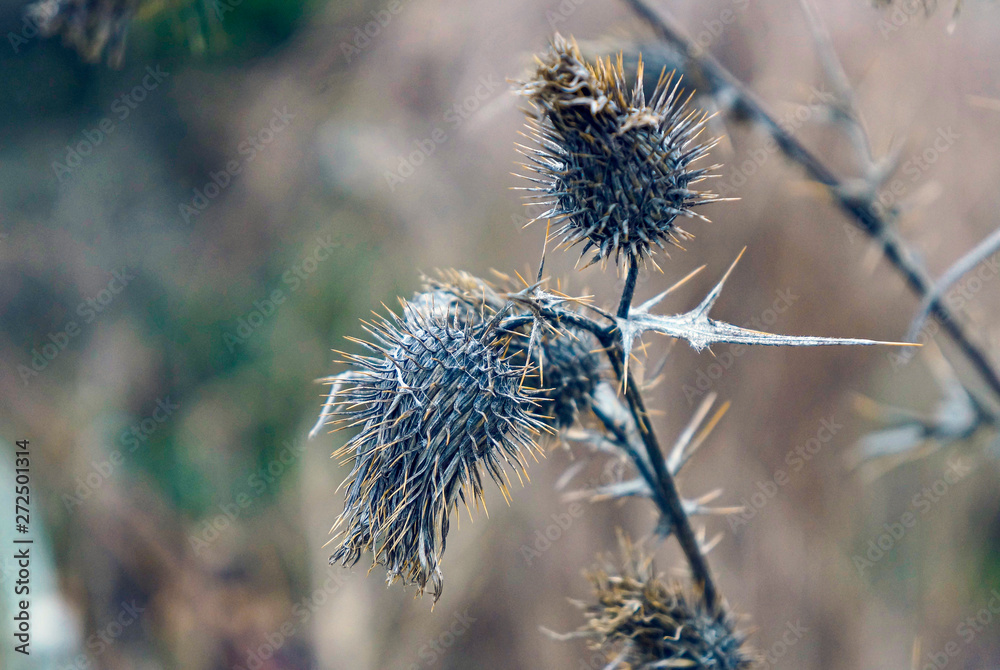 Obraz premium Autumn picture of dry thistle flower 