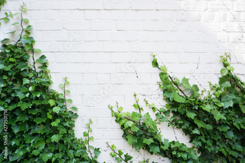 White brick wall overgrown with green ivy. Natural background with empty space © struvictory