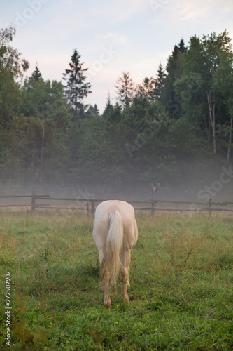 White horse grazing in meadow in the morning photo