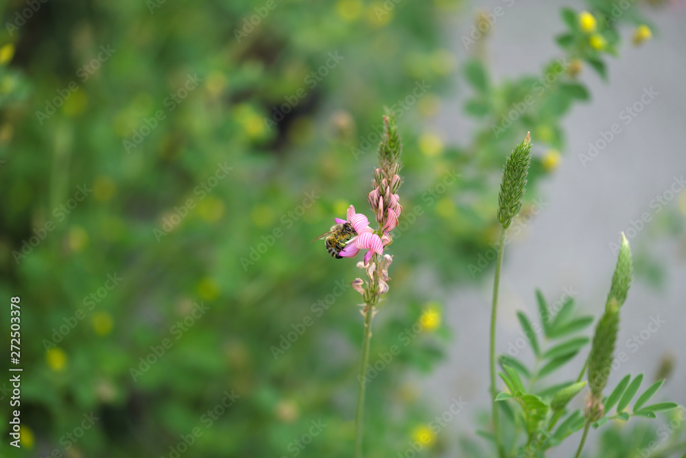 Biene an rosa Lupine und grüner Hintergrund - Stockfoto